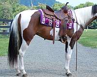 trail-partner-paint-horse