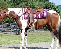 all-paint-horse