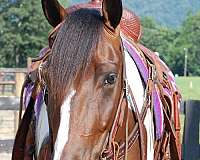 all-around-paint-horse