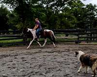 appointment-paint-horse