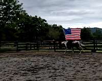 arena-paint-horse