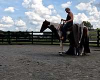 around-paint-horse
