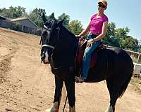 draft-shire-horse
