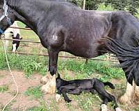 harness-shire-horse