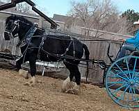 driving-shire-horse