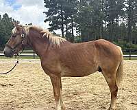 sorrel-haflinger-gelding