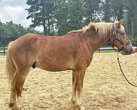 cross-harness-haflinger-horse