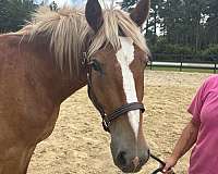 sorrel-gelding-for-sale
