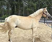 palomino-gelding-for-sale