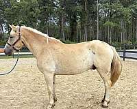 palomino-haflinger-gelding