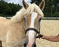 15-hand-haflinger-gelding