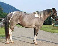 trail-partner-paint-pony