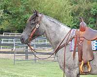 blue-roan-cutting-prospect-pony