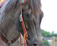 blue-roan-apha-pony
