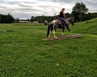blue-roan-paint-pony
