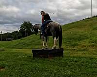 gelding-paint-pony