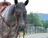 sound-paint-pony