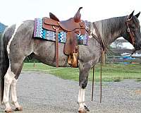 backs-paint-pony