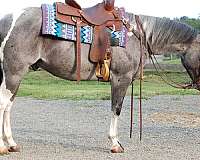 backs-up-paint-pony