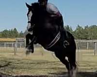 clydesdale-cross-gelding
