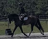 tb-cross-gelding