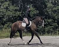 white-socks-blaze-horse