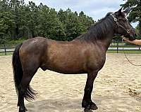 black-gelding-for-sale