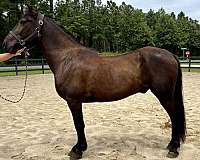 black-draft-gelding