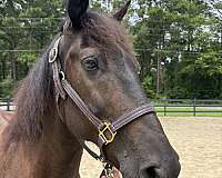 15-hand-draft-gelding