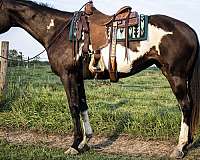 beginner-pinto-horse