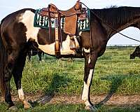athletic-pinto-horse
