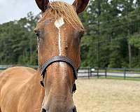 16-hand-draft-mare