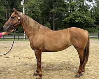 sorrel-draft-mare