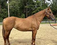 sorrel-mare-for-sale