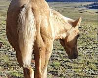 dun-4-white-stockings-horse