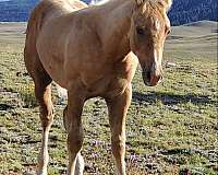 10-hand-paint-stallion