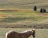 4-white-stockings-horse