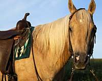 athletic-quarter-horse