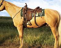 beginner-quarter-horse