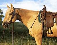 calf-roping-quarter-horse