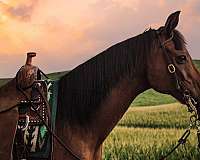 kid-safe-arabian-horse