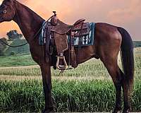beginner-arabian-horse