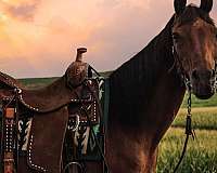 ridden-western-arabian-horse