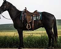 beginner-quarter-horse