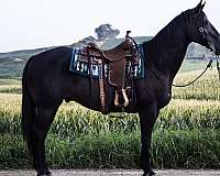 athletic-quarter-horse