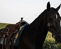 kid-safe-quarter-horse