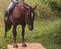 husband-safe-draft-horse
