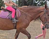 beginner-draft-horse