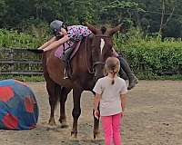 flashy-draft-horse