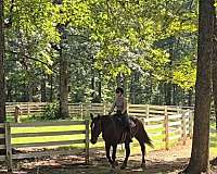 jumper-draft-horse
